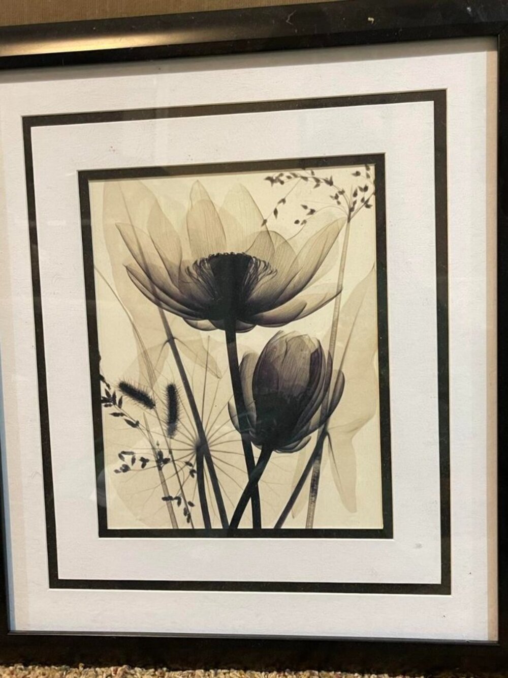 Framed Black & White X-Ray Flower Print Glass Front Black Lacquer Frame